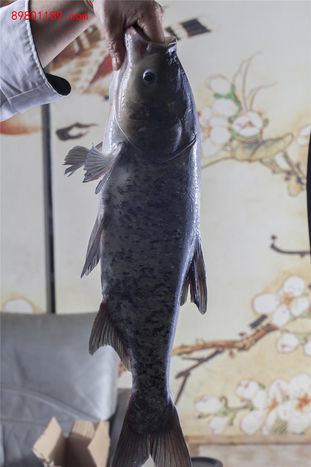 大头鱼