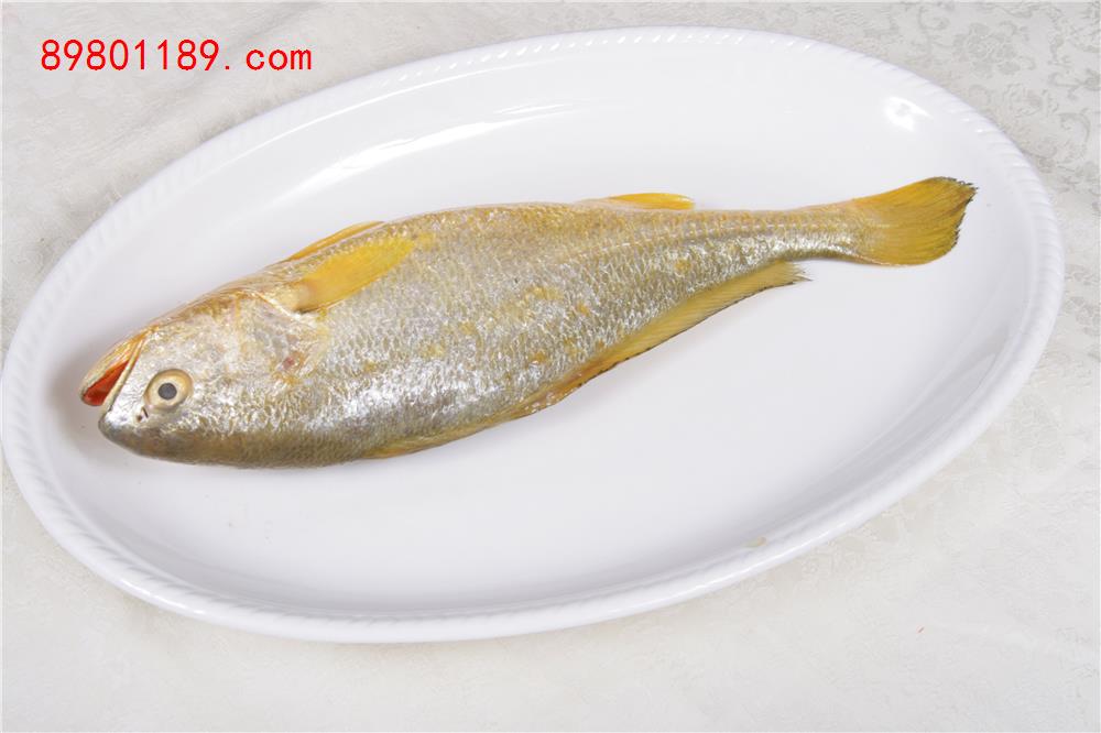 大黄鱼