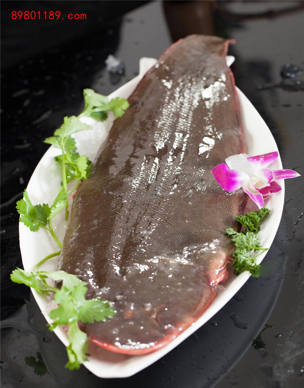 大龙舌鱼