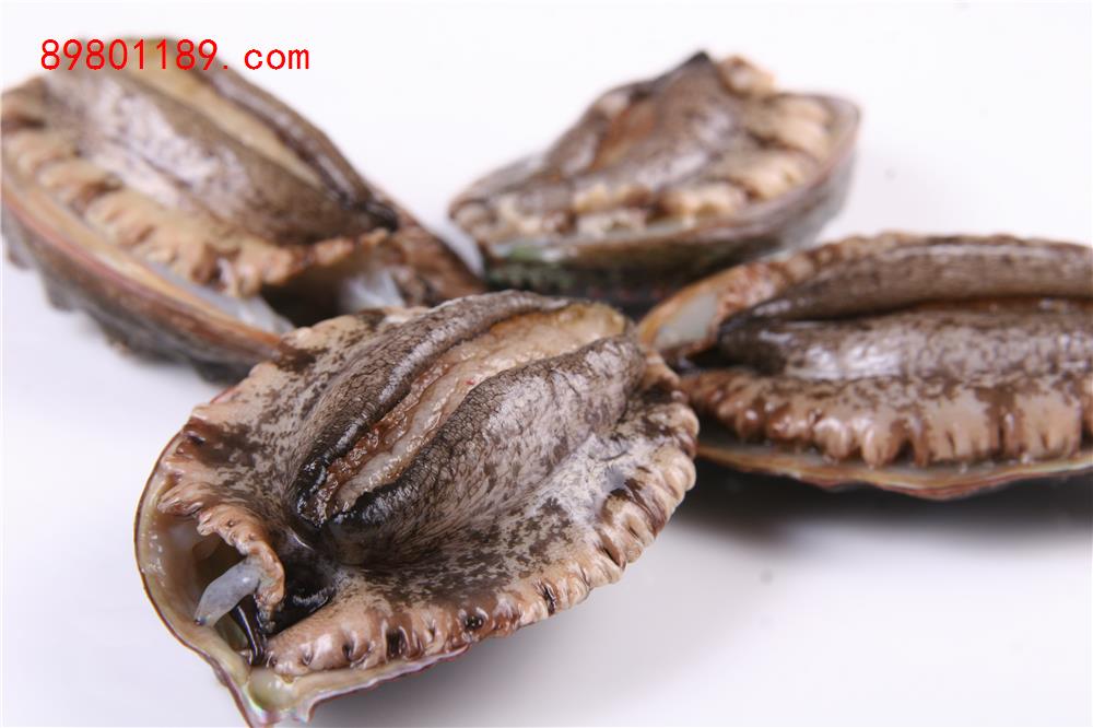 小鲍鱼