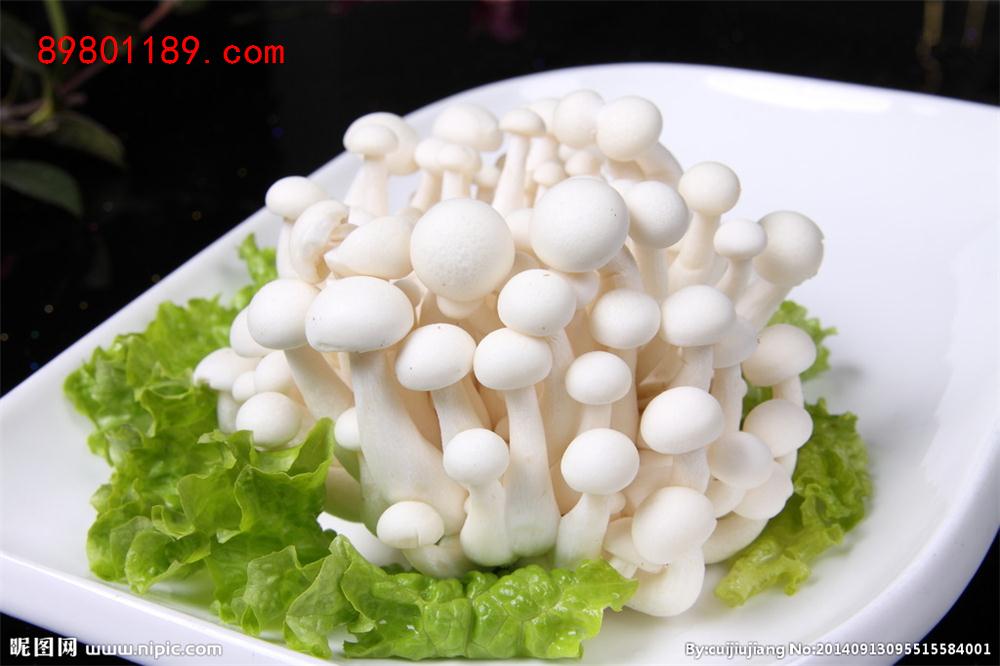 海鲜菇