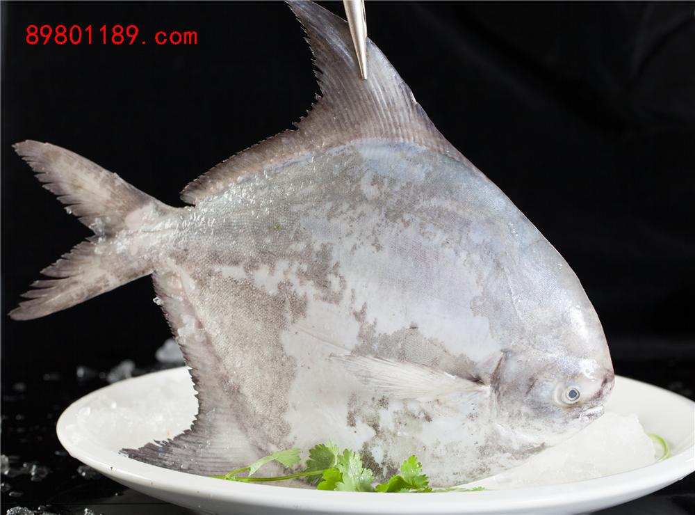深海大斗炝鱼
