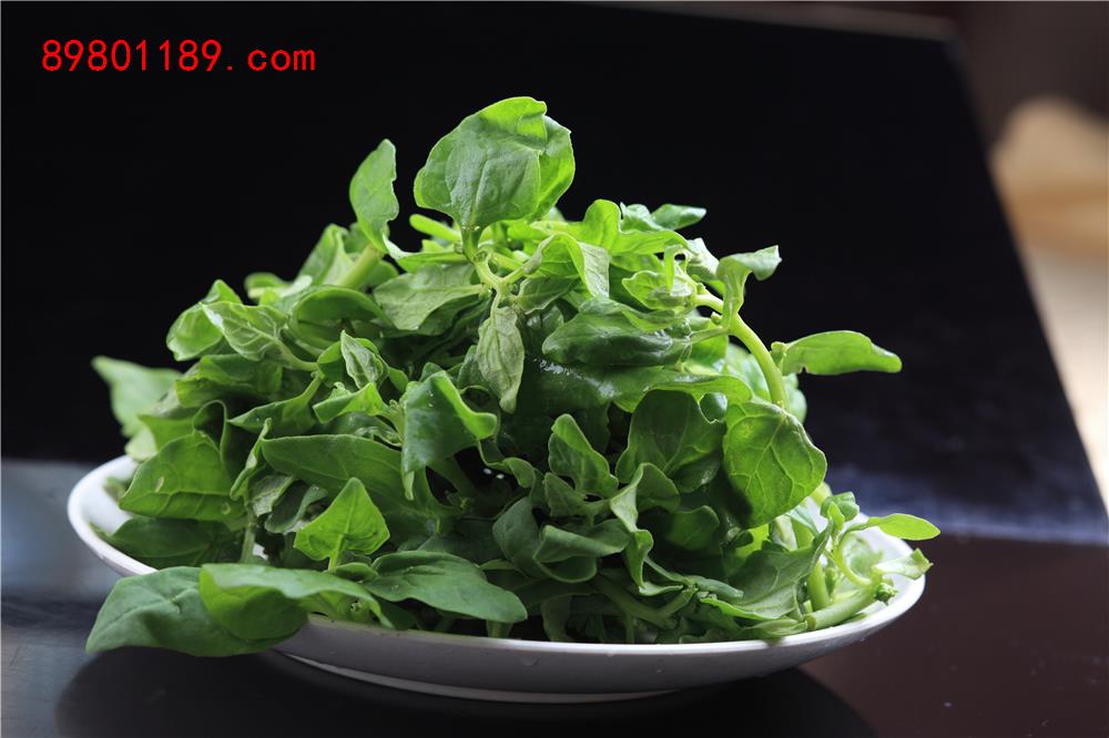 野菠菜